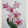 Ветка орхидеи, 2006
32x24.5 см; картину можно купить