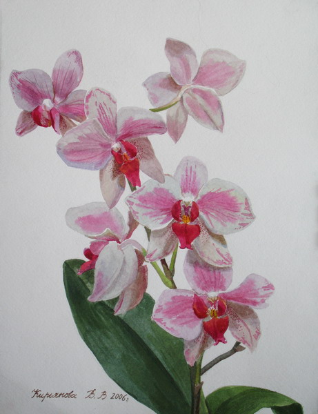 Виктория Кирьянова. Ветка орхидеи, 2006